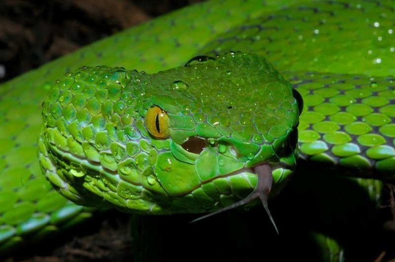 Snakebite Awareness Day _ MSF Ethiopia