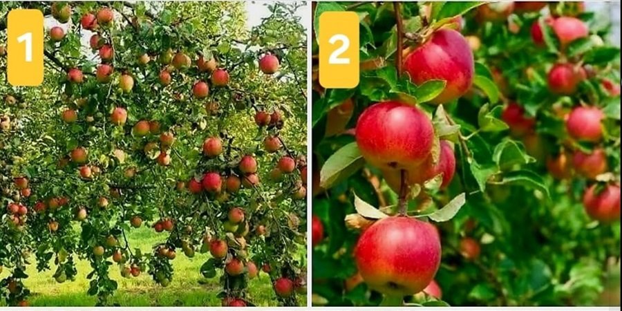Ethiopia  PM Office _ apple produce 