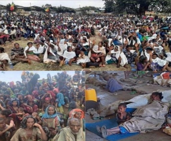 Amhara Genocide 