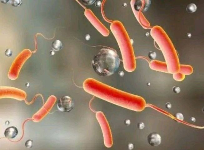 Cholera _ Amhara 
