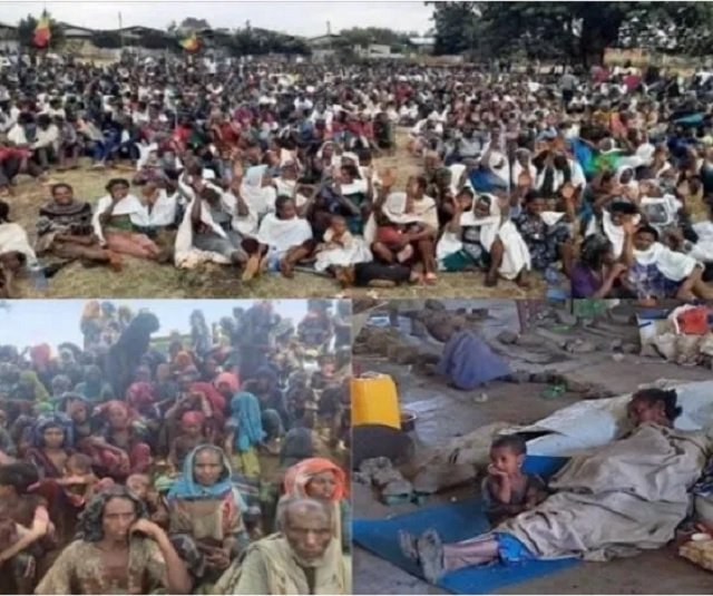 Amhara Genocide 