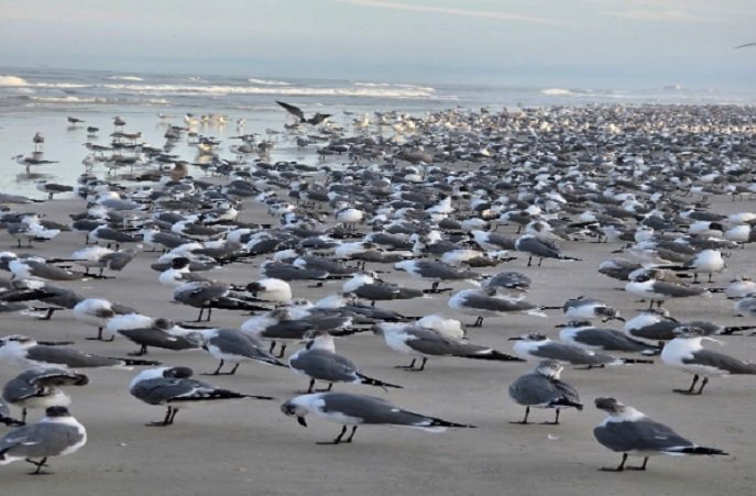 Beach _ Florida _  Ethiopian narrative 