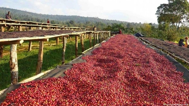 Ethiopian Coffee exporters 