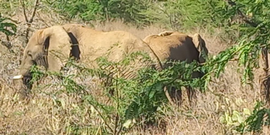 Elephant Ethiopia 