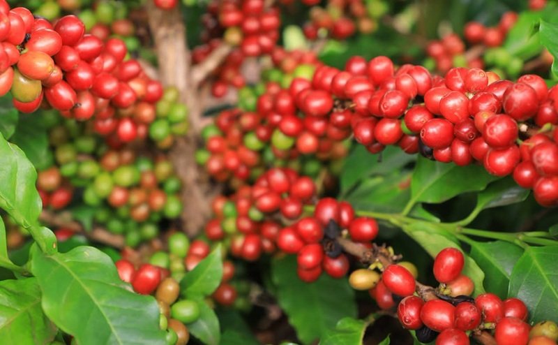 Ethiopia Coffee Export _ News