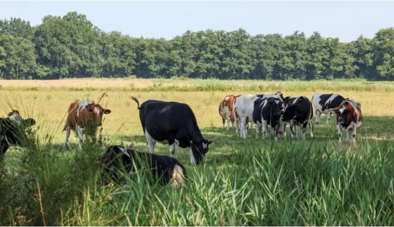 Dutch Consortium Ethiopia Dairy 